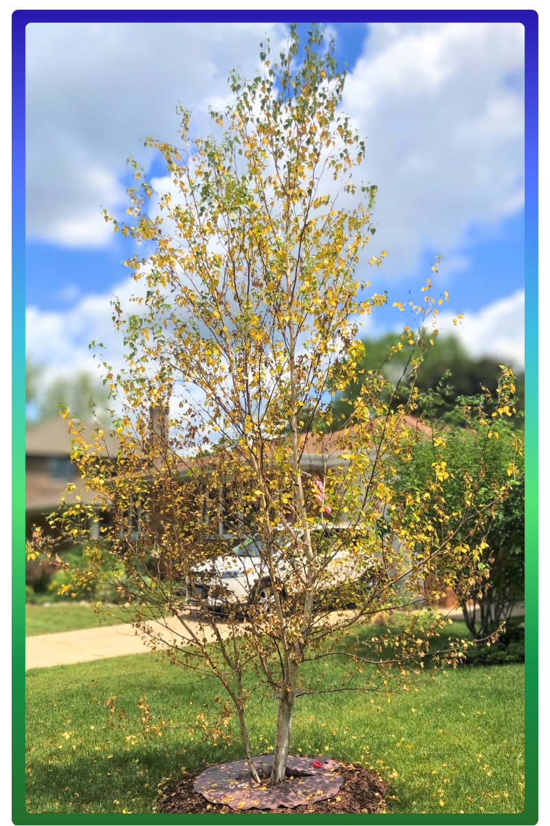 Birch tree newly planted in a front yard with yellowing leaves showing signs of suffering from transplant stress.